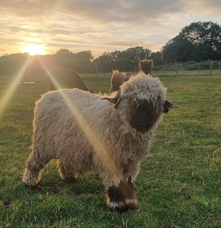 Valaisblacknose-Sheep